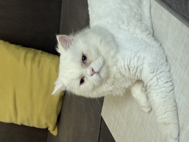 Disturbing_eyes's avatar